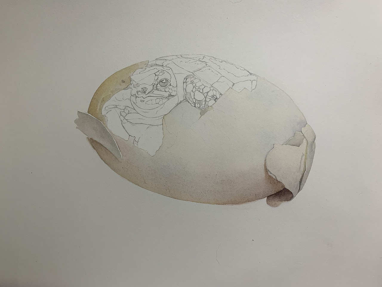 水彩写实动物—龟龟出壳系列