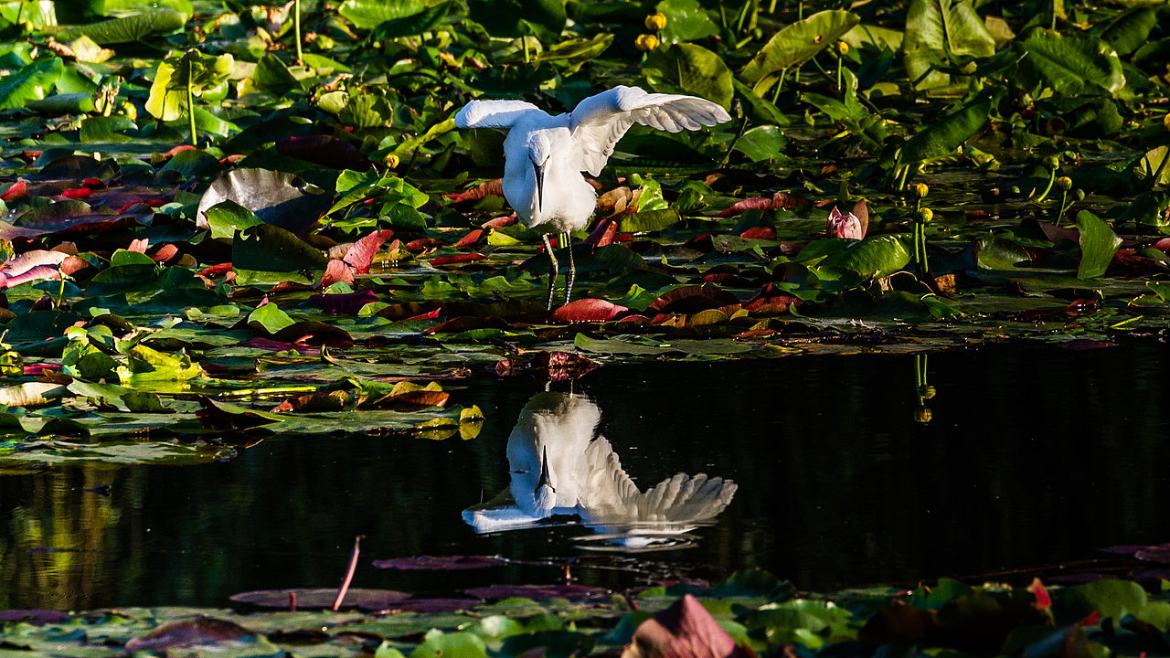 满目倩影余有㾗