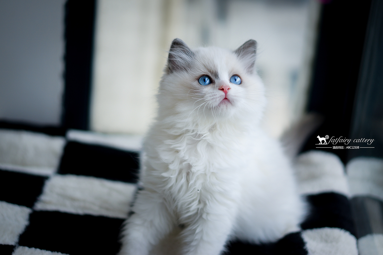 蓝双布偶猫/仙气系列 *【panda西原创作品4】