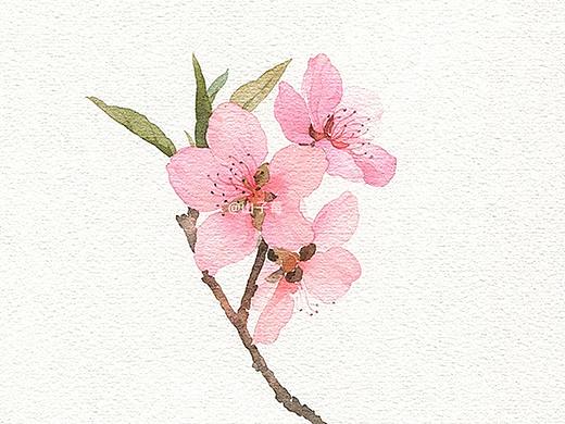 水彩手绘,桃花