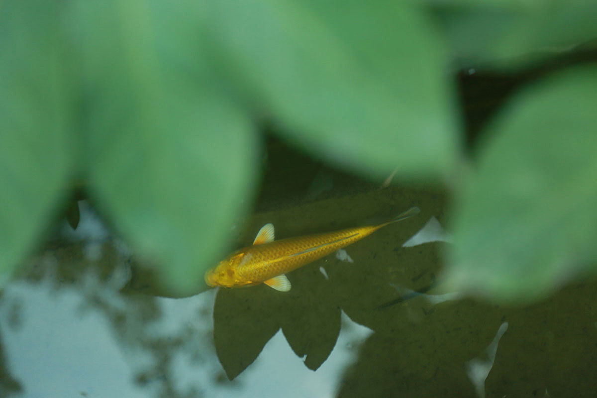 古草面膜包装设计