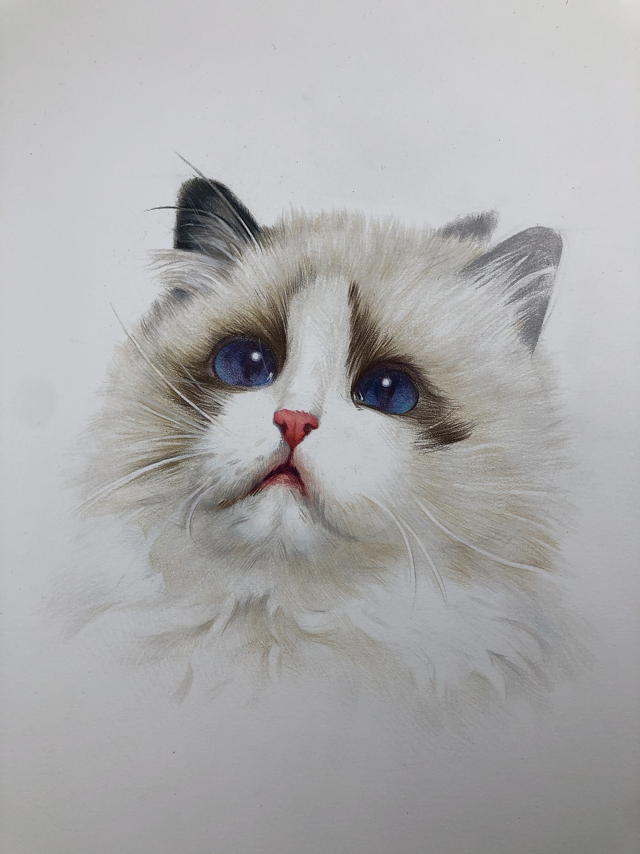 彩铅布偶猫(带步骤)