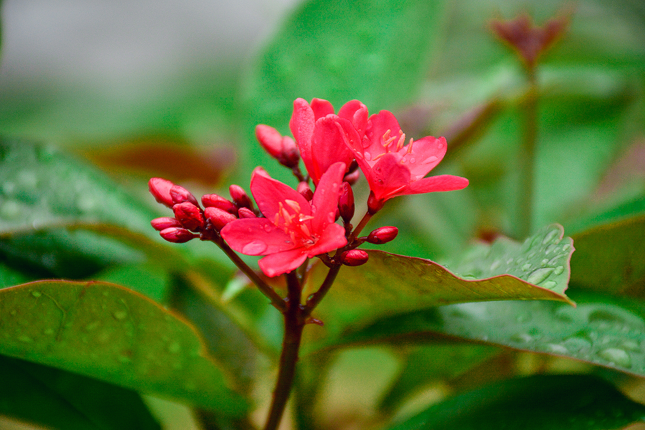 园博园风景摄影