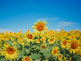 臺(tái)風(fēng)過(guò)后的向陽(yáng)花