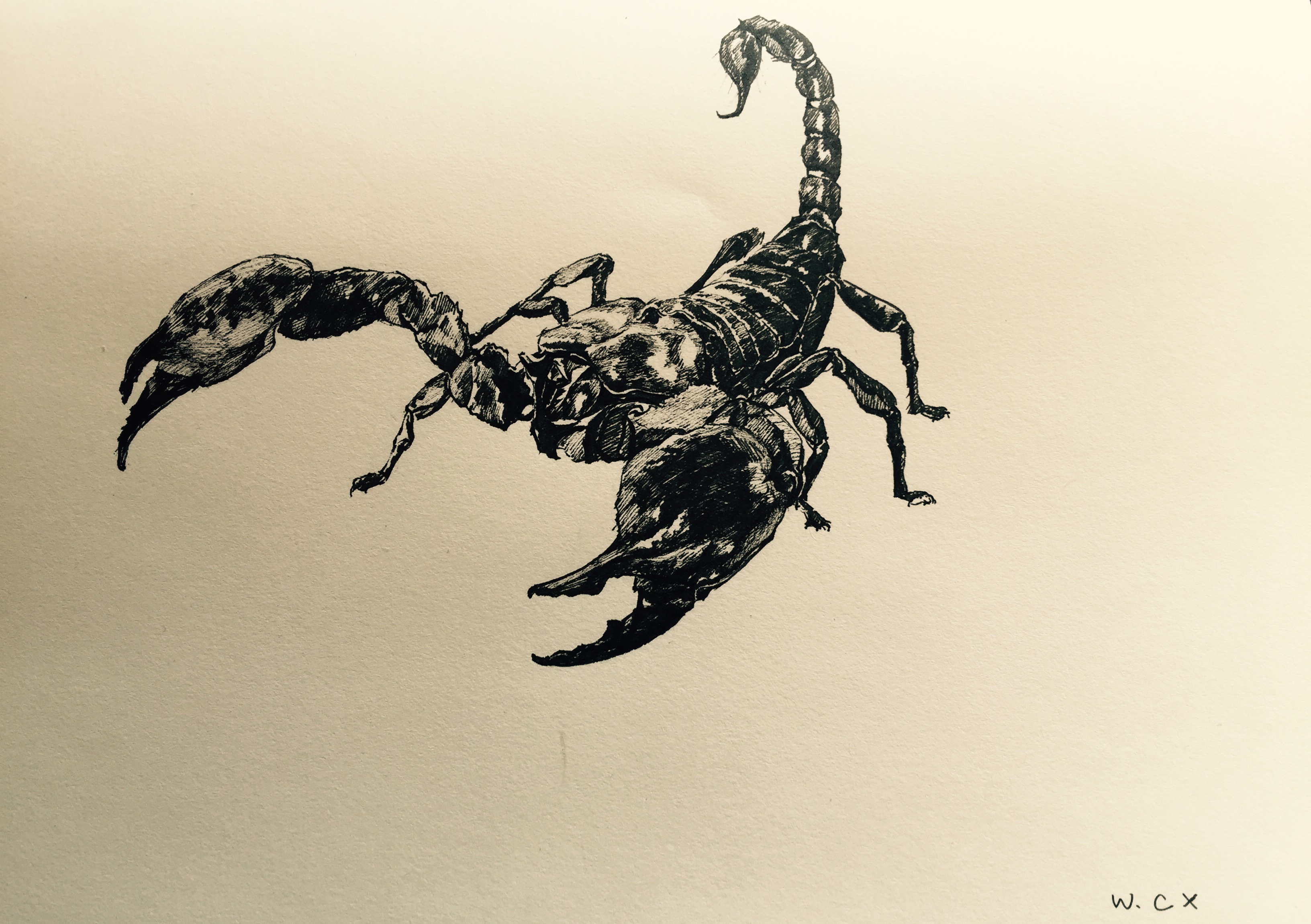 赤沙之蝎手绘图片