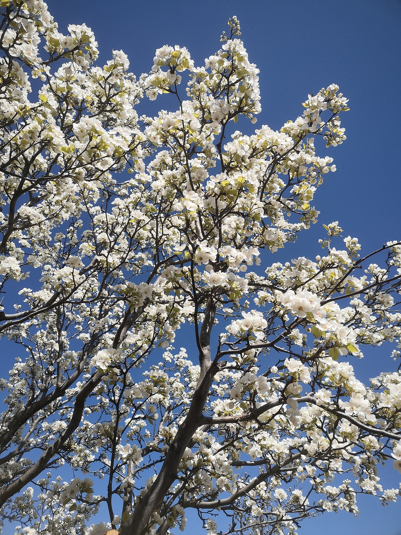 梨花开,春带雨。梨花落,后清明
