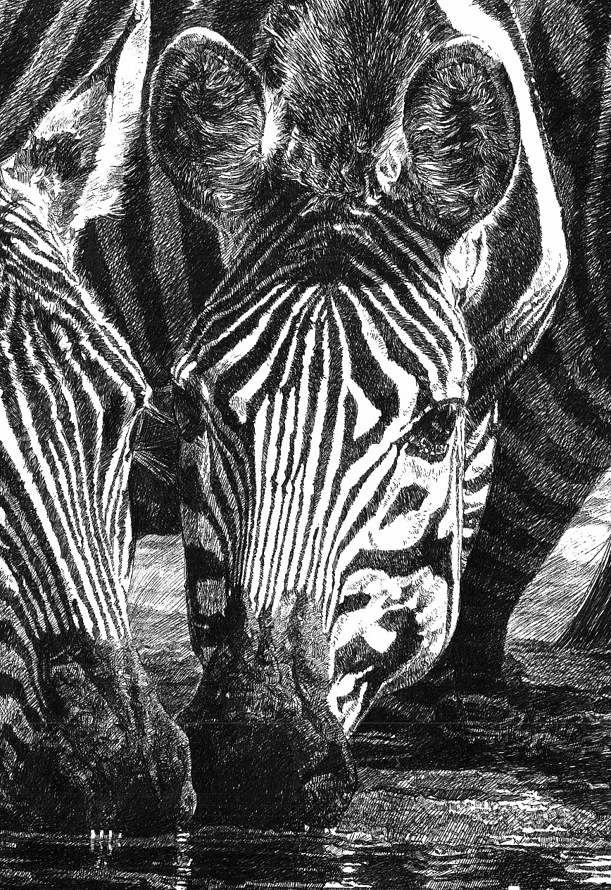 2022年新作—斑马