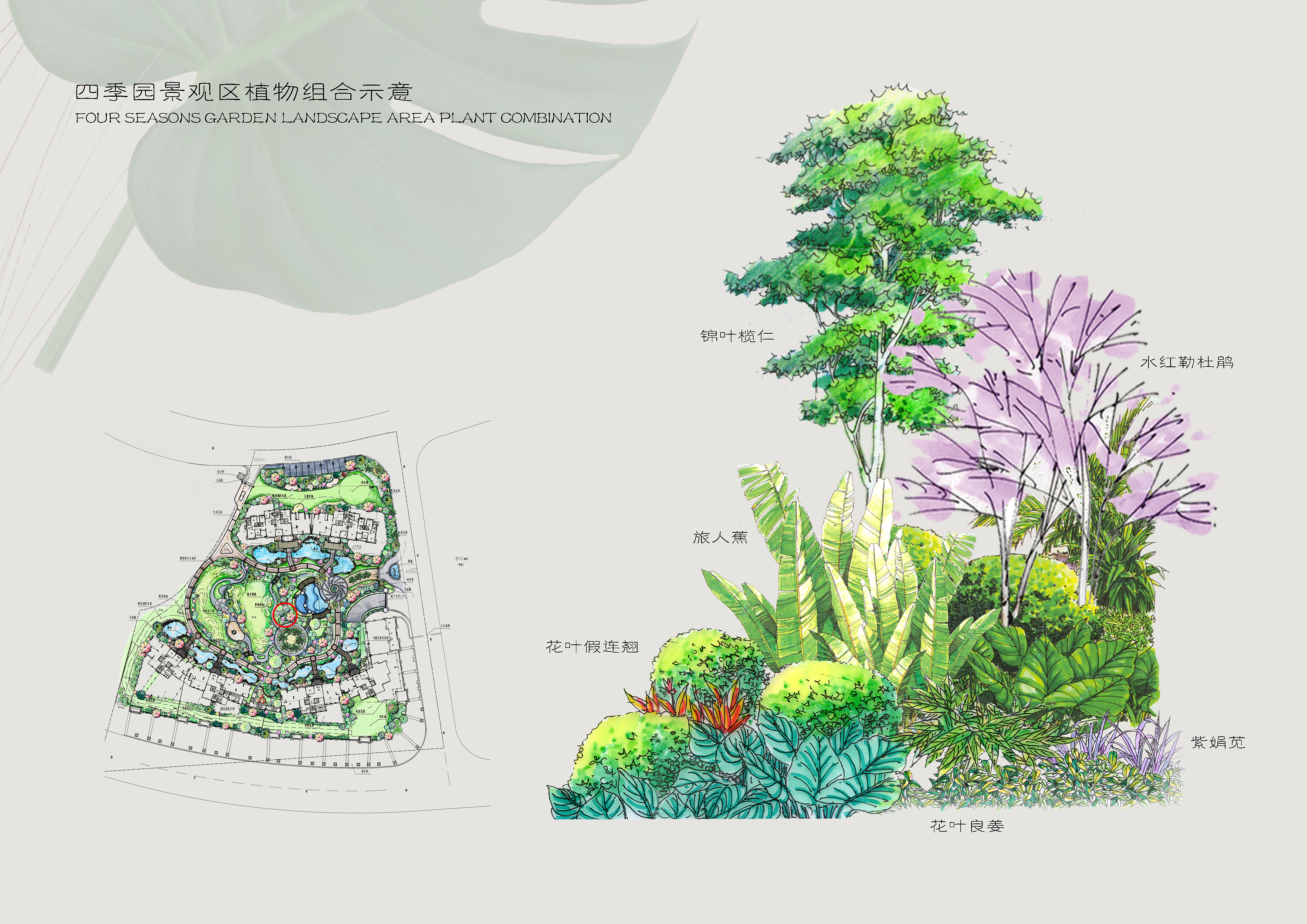 植物组团设计图解图片