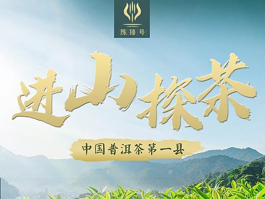 云南高山普洱首页