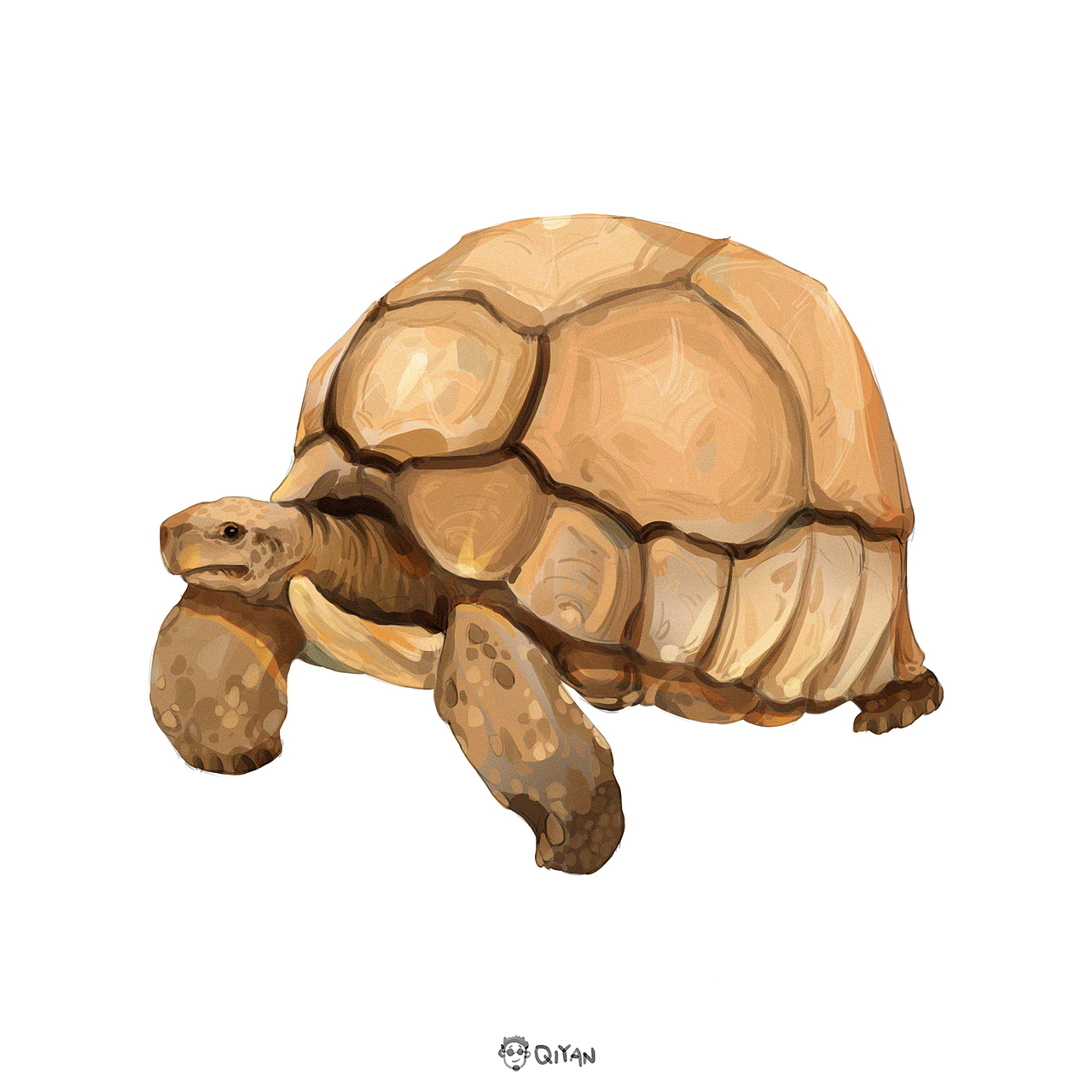 马达加斯加陆龟(安哥洛卡象龟)(学名:astrochelys yniphora)