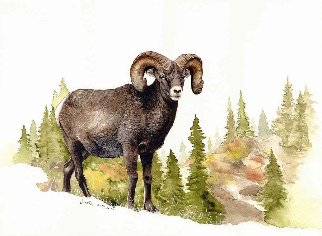 许宁水彩野生动物作品