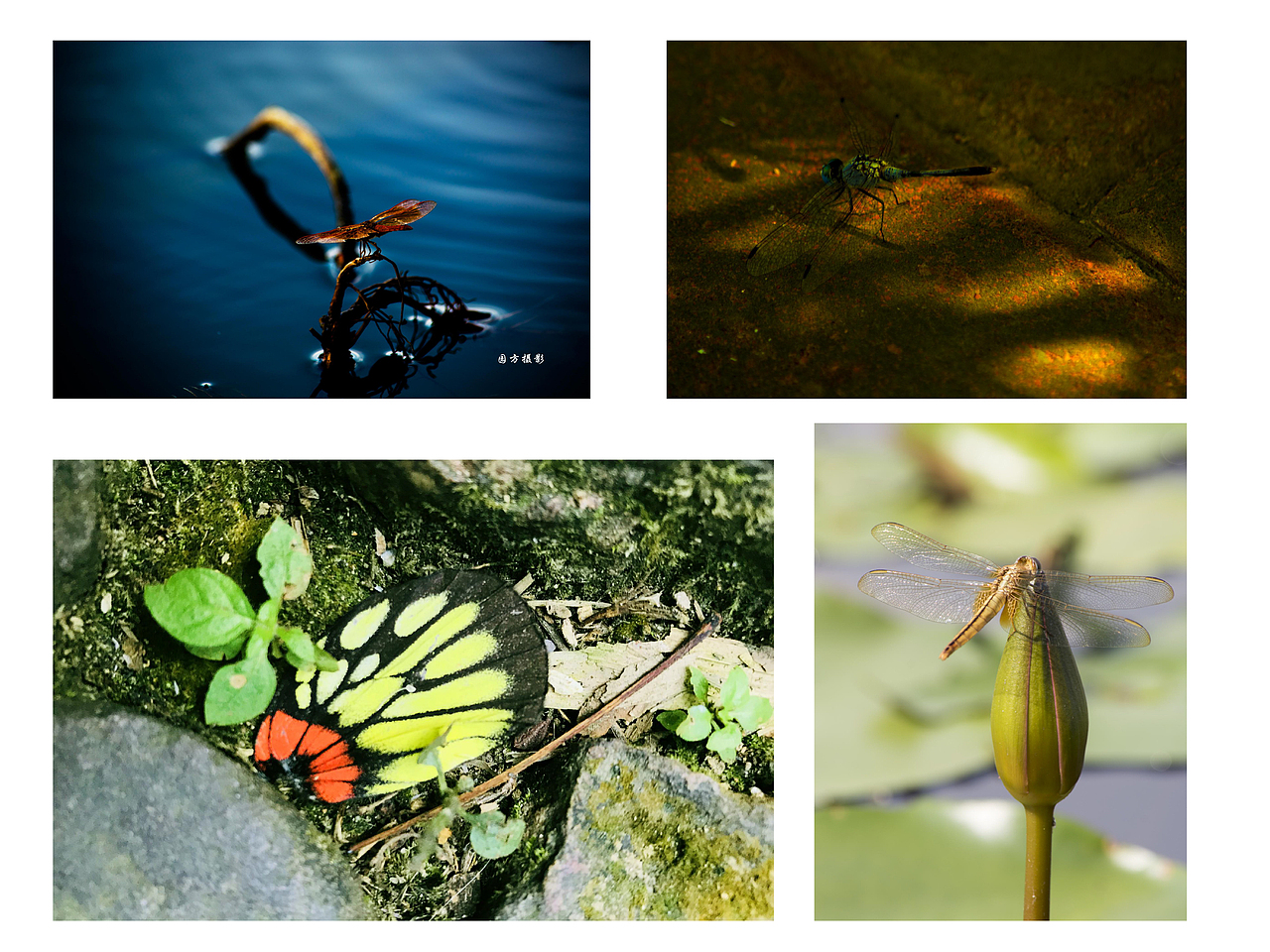 摄影作品集（图ZMTczNjY3MDg4） - 其他摄影 - 站酷设计师top拓扑设计原创素材 - 站酷ZCOOL