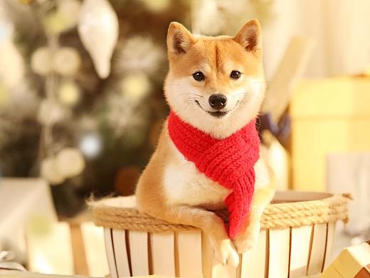 Merry Christmas-4