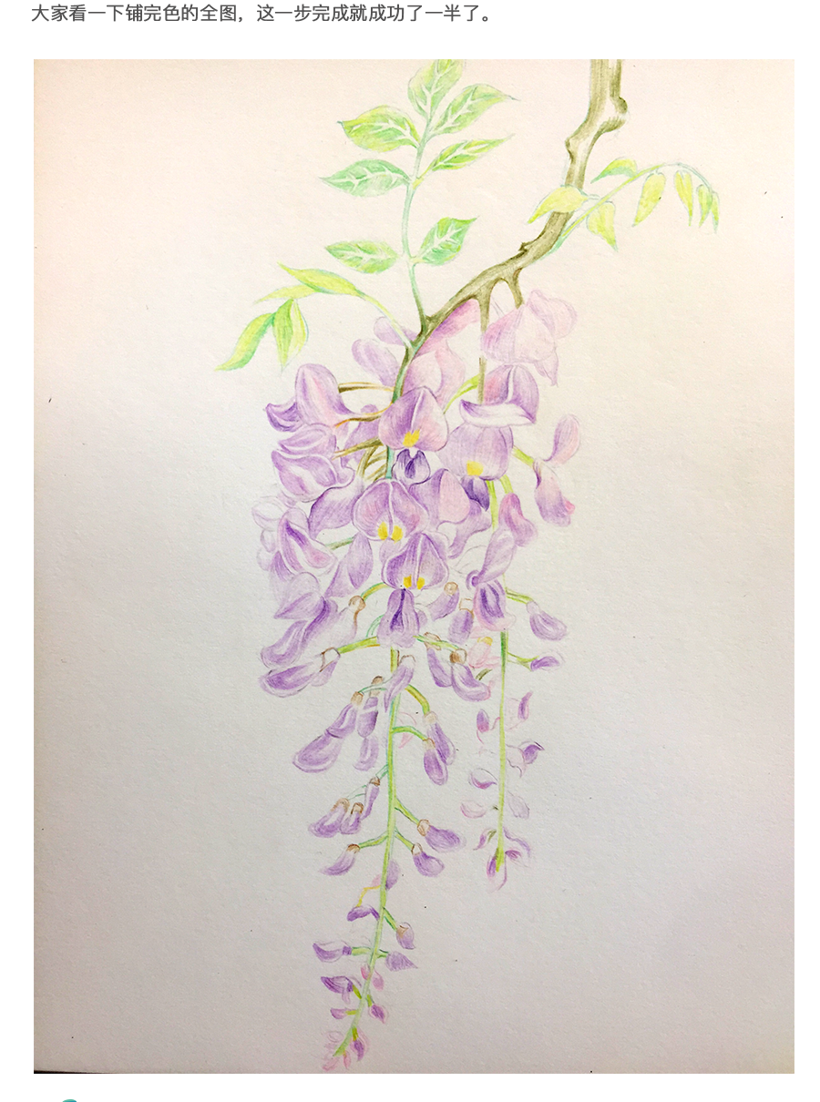 紫藤花怎么画彩铅图片