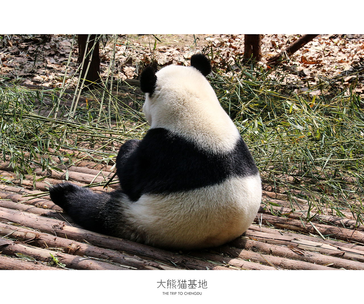 蓉城成都（图ZNDU0OTc1ODg=） - 风光摄影 - 站酷设计师十一月的疯子原创素材 - 站酷ZCOOL