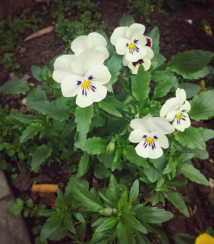 落花（图ZNjQxOTA5MjA=） - 风光摄影 - 站酷设计师Luckly燕燕原创素材 - 站酷ZCOOL