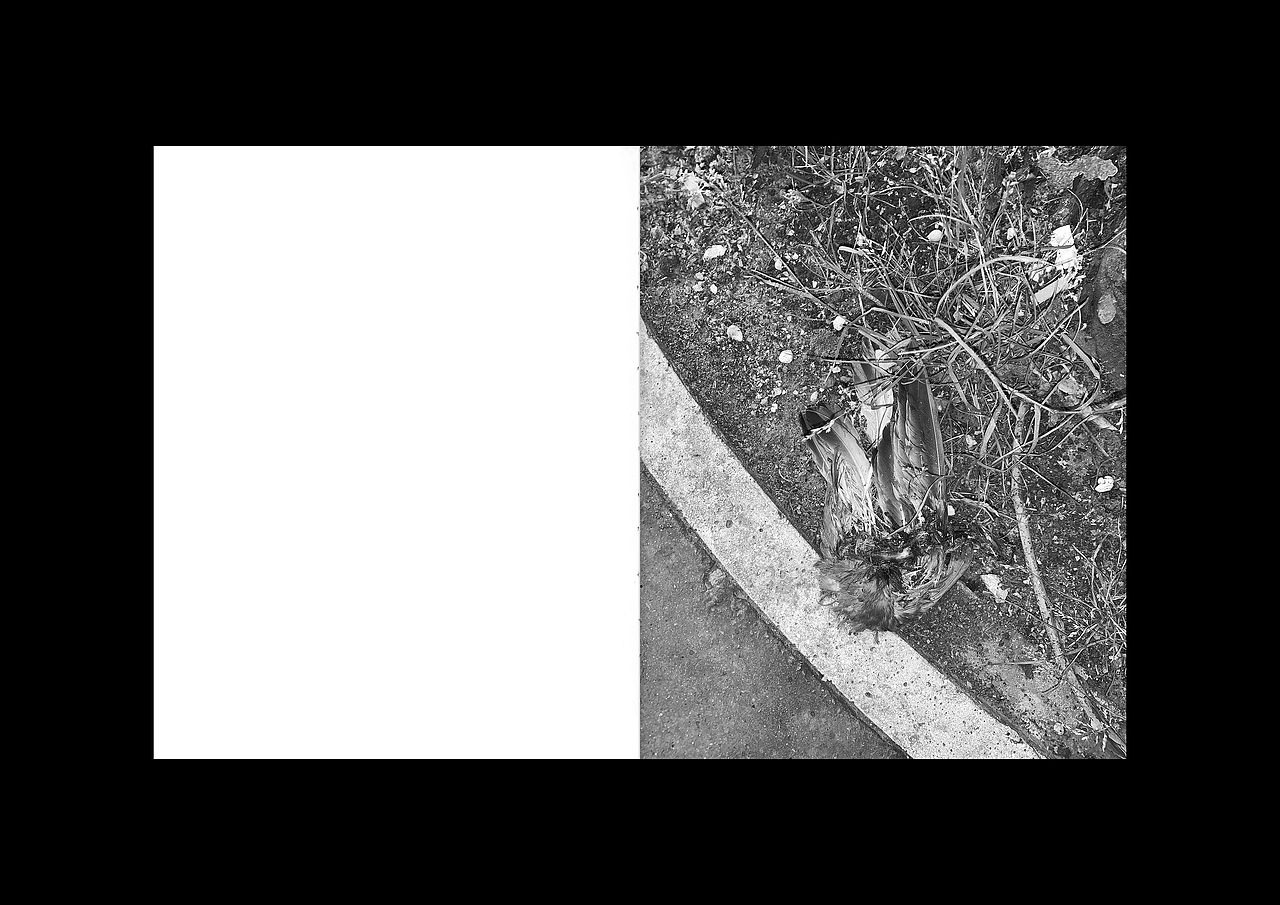 毕业创作-死鸟（图ZMjMyOTg0ODEy） - 书籍/画册 - 站酷设计师裸马原创素材 - 站酷ZCOOL