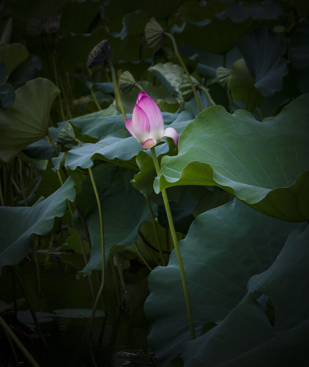 随拍日记（一）（图ZMjI4NzU4NDY0） - 风光摄影 - 站酷设计师萧萧易水丶原创素材 - 站酷ZCOOL