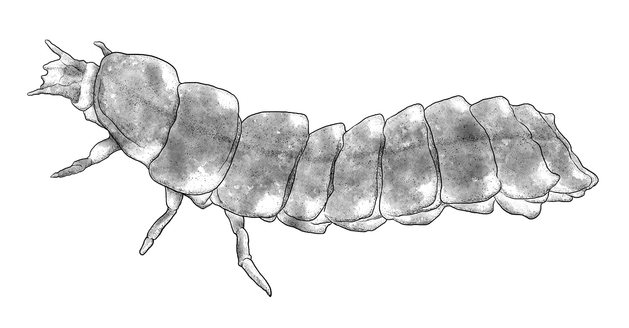 大萤火虫幼虫 lampyris noctiluca