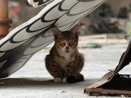 喵星人（個人主頁-ZMTM4MTc3Njg=） - 寵物攝影 - 站酷設(shè)計(jì)師CAIWEIJIAN原創(chuàng)素材 - 站酷ZCOOL