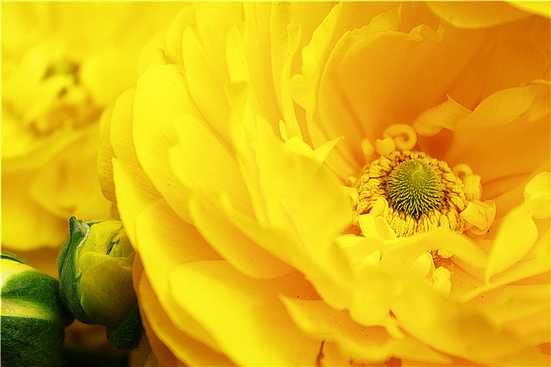 花心（圖ZMjczNzQ1Mg==） - 風(fēng)光攝影 - 站酷設(shè)計(jì)師Fayehoo原創(chuàng)素材 - 站酷ZCOOL