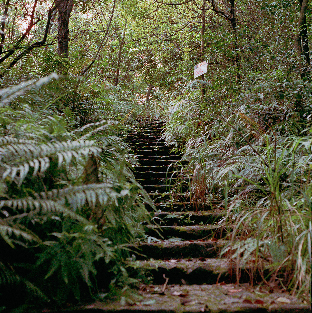 菲林植物图鉴（图ZMTMyMTg3NTI4） - 人像摄影 - 站酷设计师Chotsins原创素材 - 站酷ZCOOL