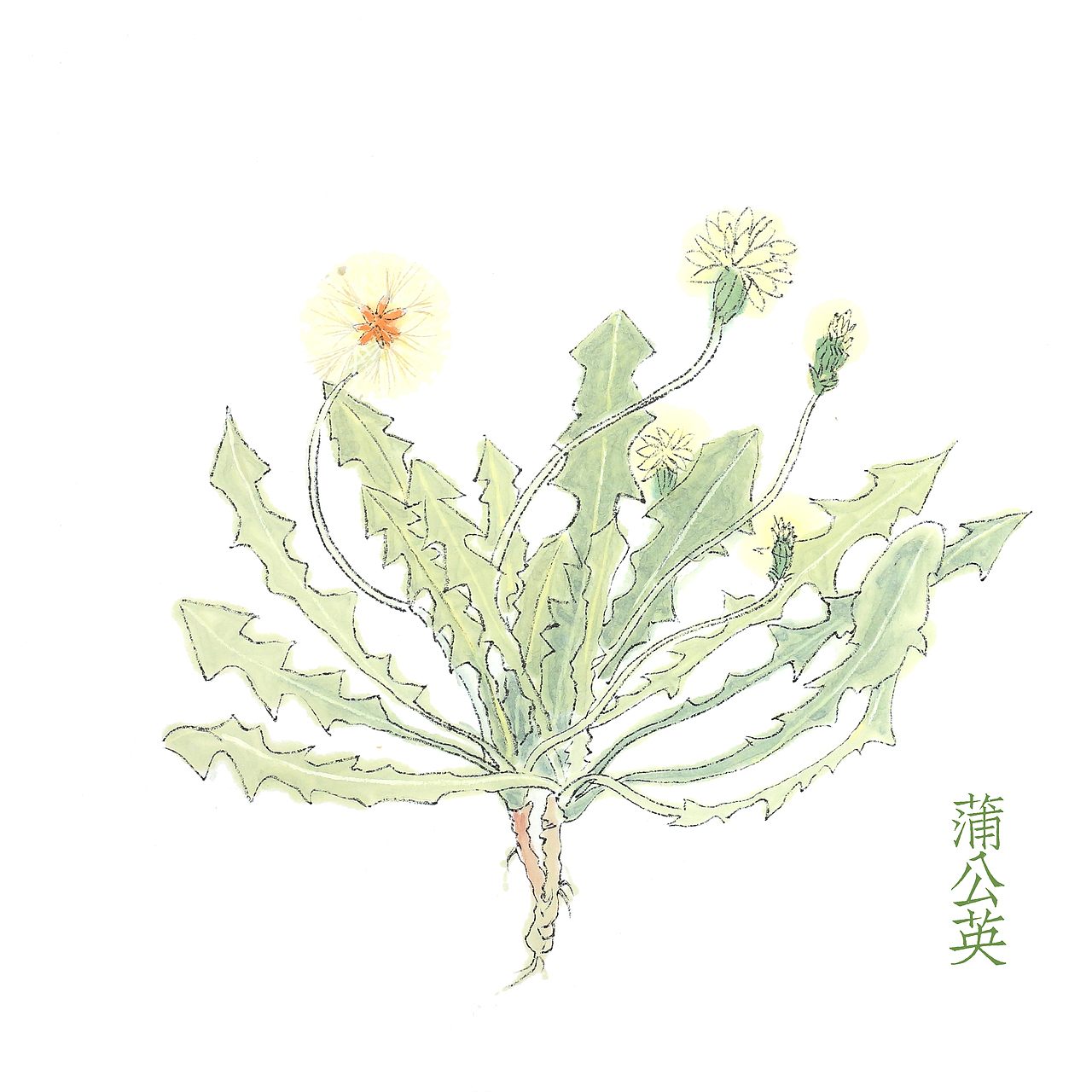 草本植物绘画