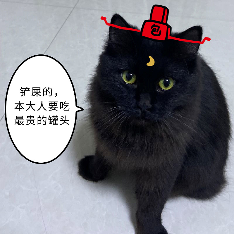 没错,我就是少年侦探猫青天!