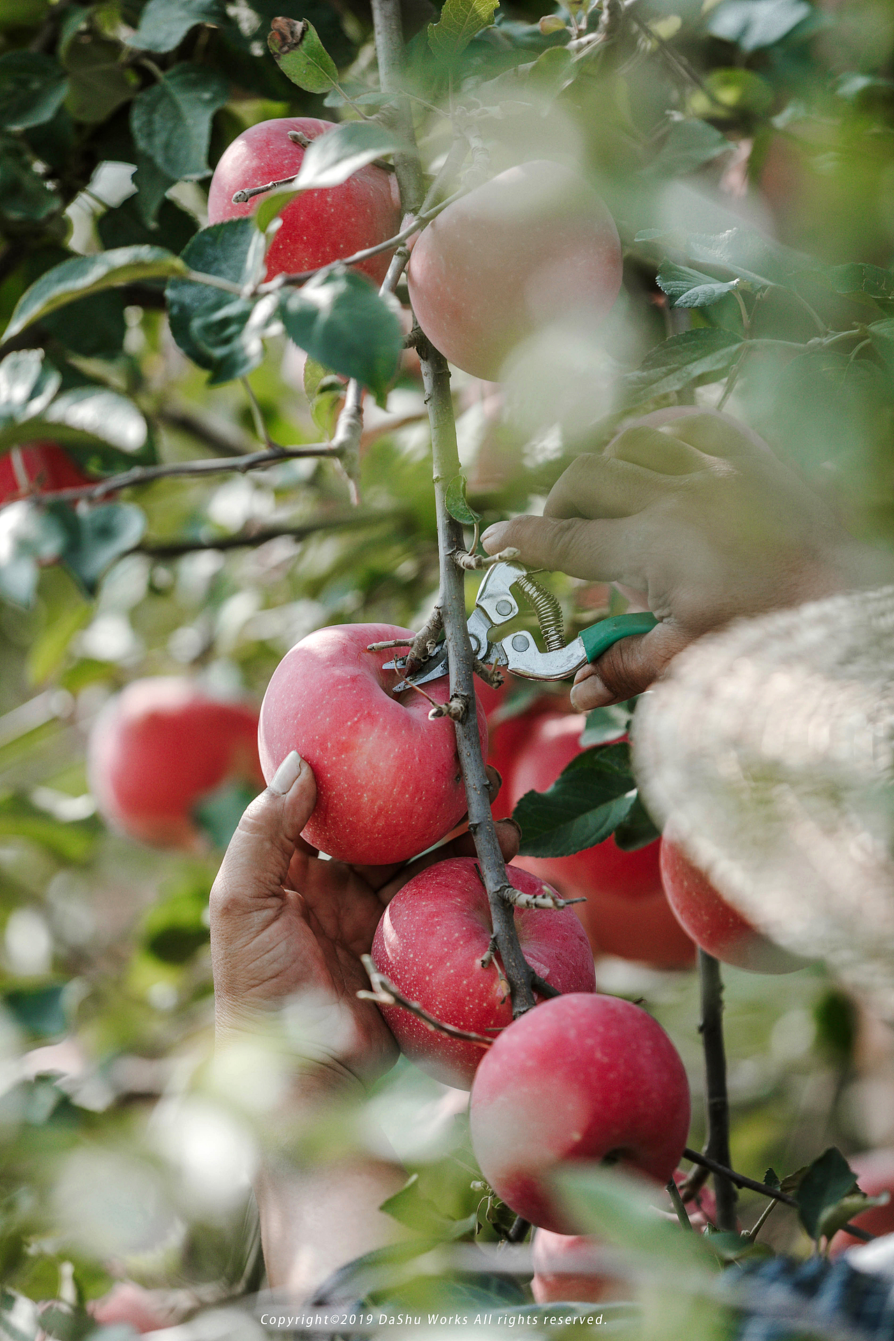 秋天收获的季节