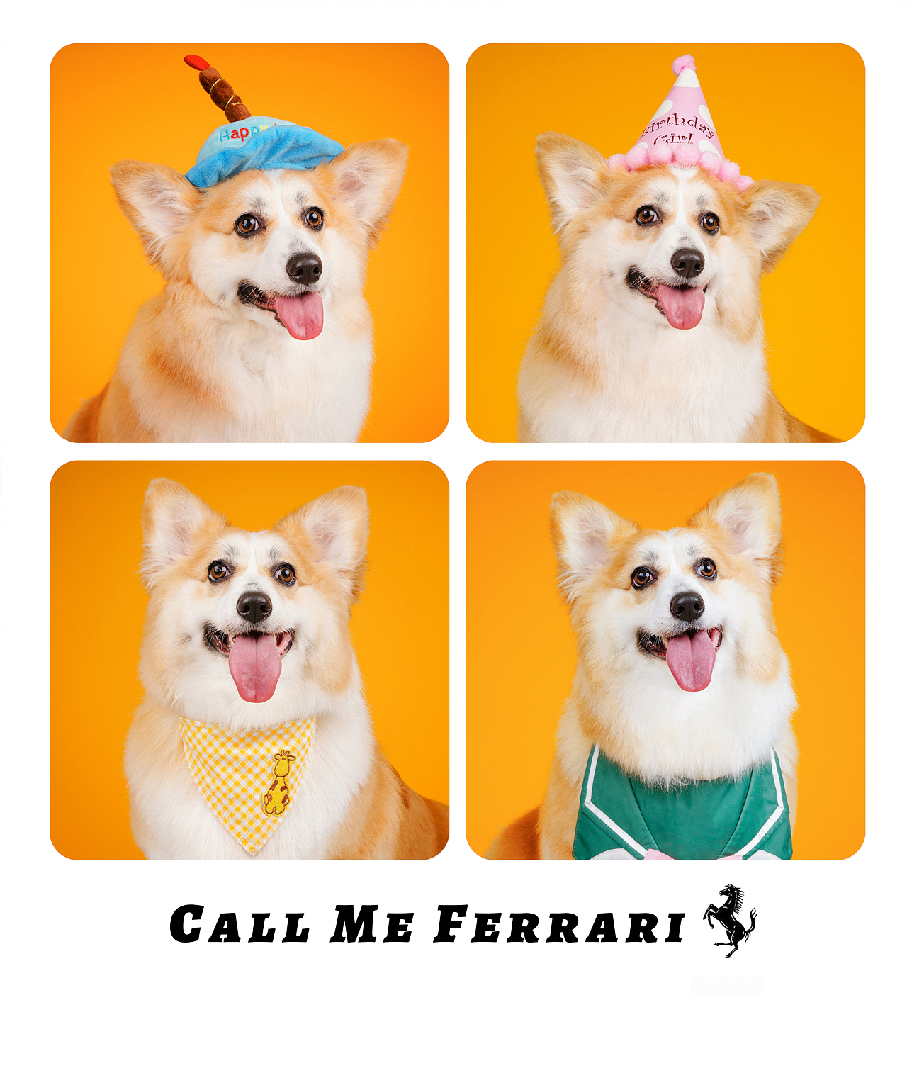 柯基合集——宠爱拾光宠物摄影（图ZMjU4OTk0OTg4） - 宠物摄影 - 站酷设计师petlight原创素材 - 站酷ZCOOL