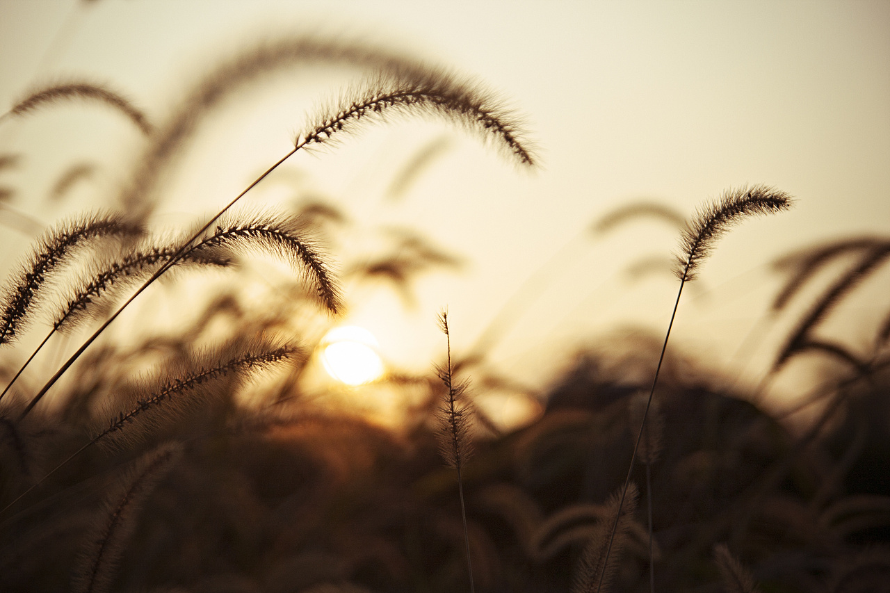 落日下的狗尾巴草