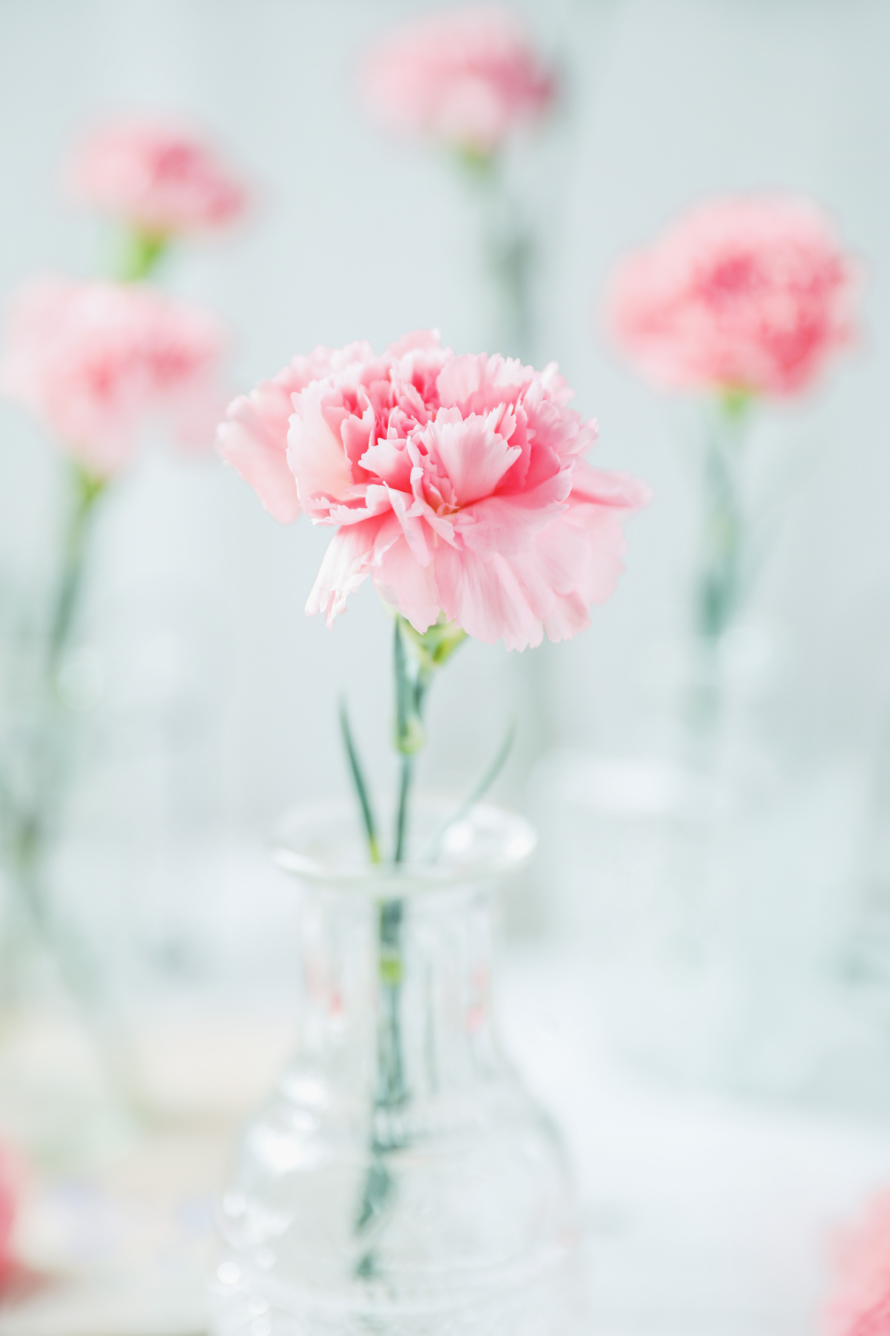 壁纸 新鲜的粉红玫瑰花 2560x1600 HD 高清壁纸, 图片, 照片