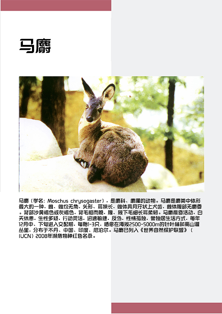 哺乳动物画册4