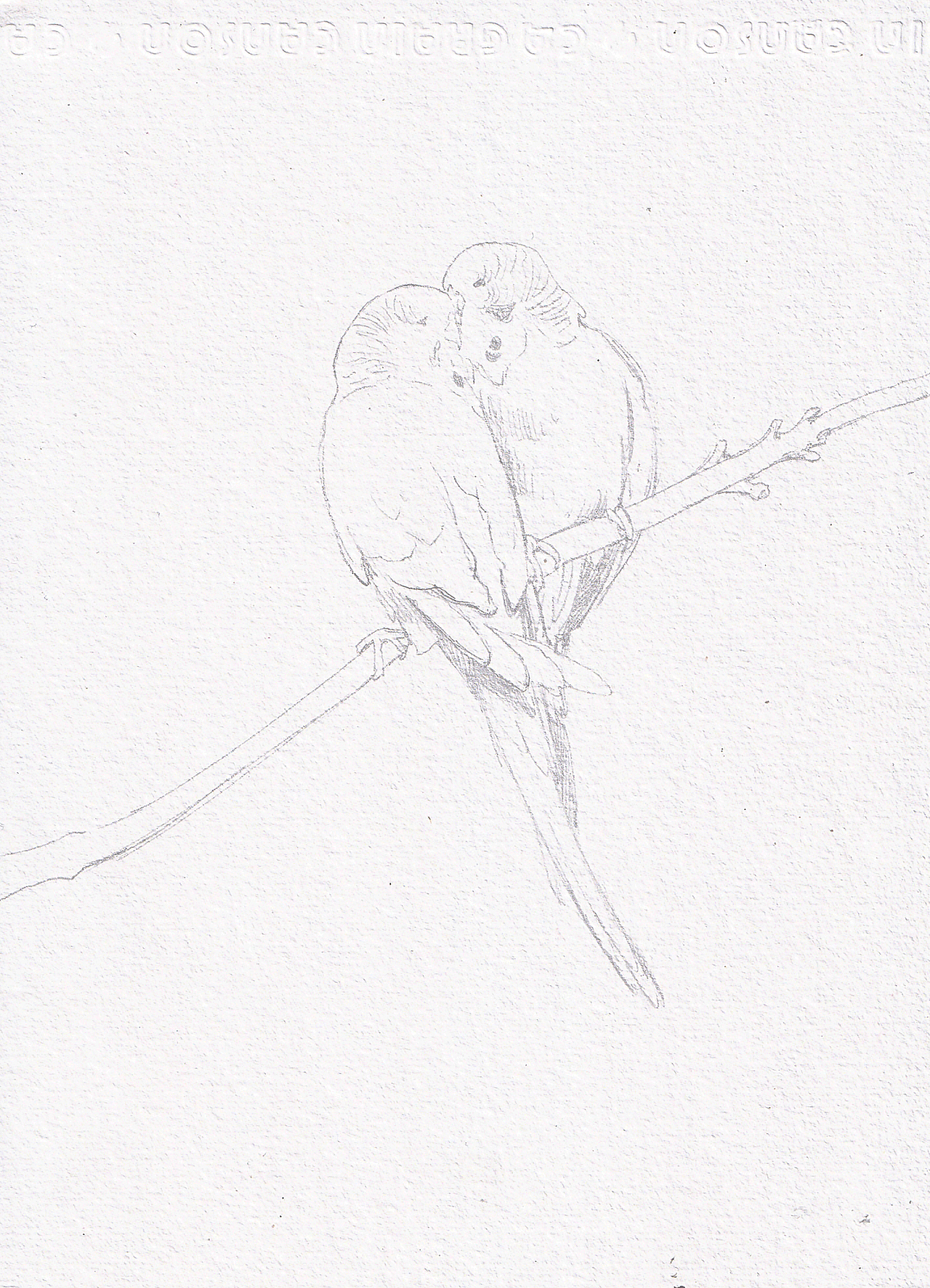 の 《虎皮鹦鹉组图②》原创作品纯艺术绘画动物肖像萌宠水彩纯手绘