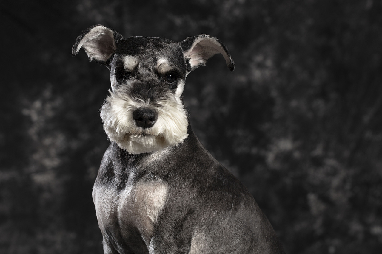 一只又叫糖豆的火鍋（圖ZMTE0MTM5MDE2） - 寵物攝影 - 站酷設計師李屹倬原創(chuàng)素材 - 站酷ZCOOL