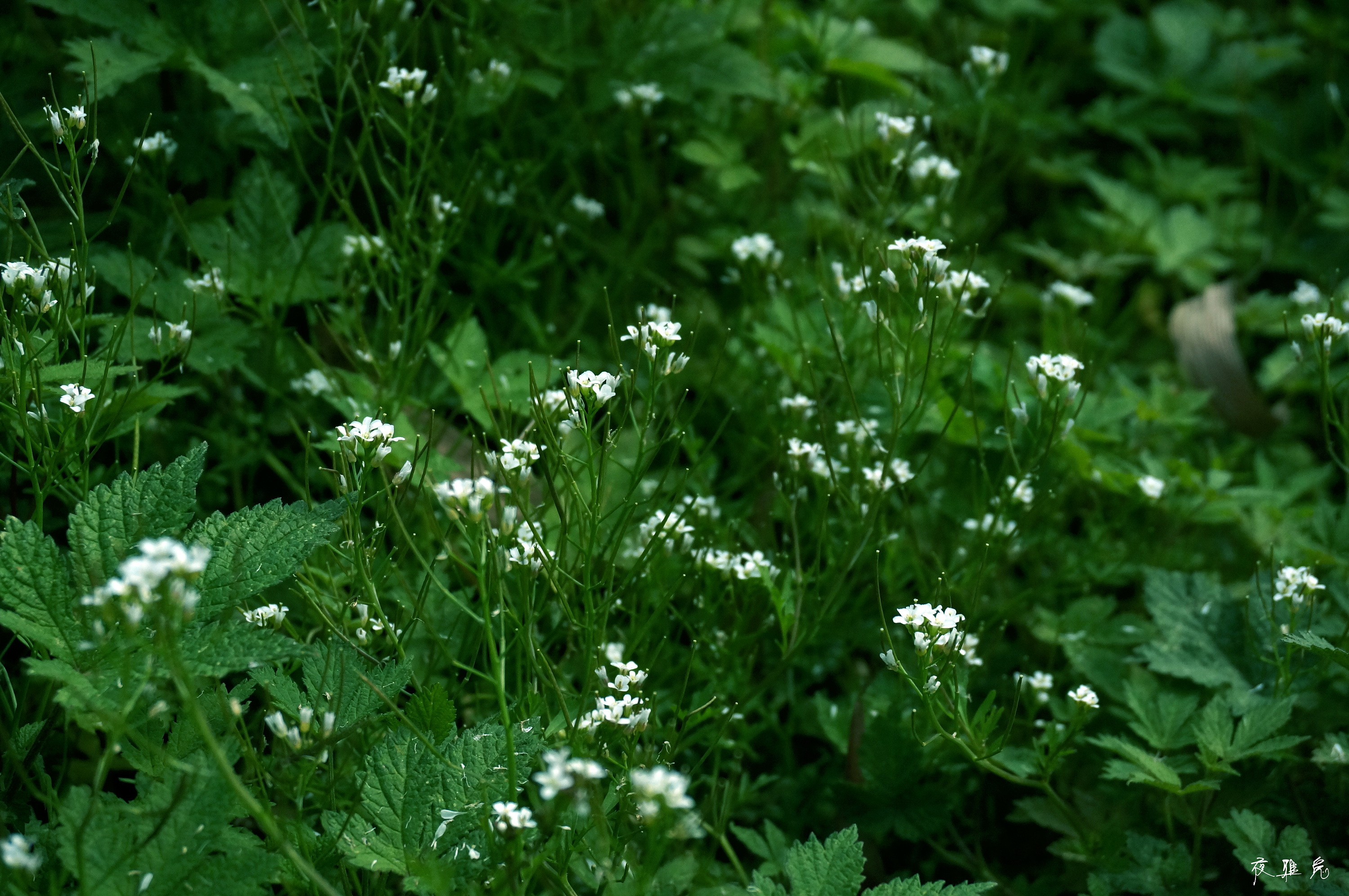 不起眼的小花小草
