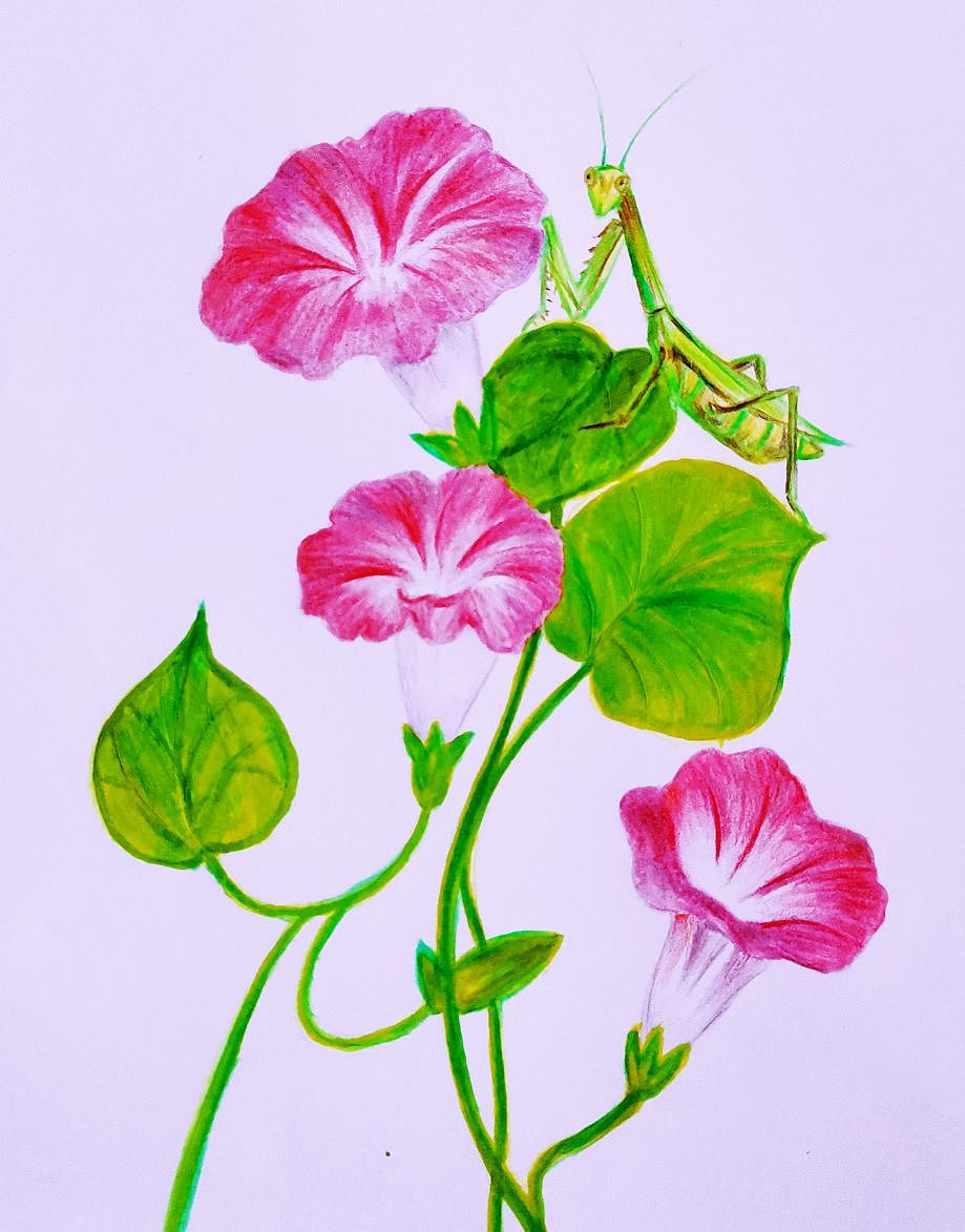牵牛花（图ZMzM5MTE0MDc2） - 创作习作 - 站酷设计师金鲜绘原创素材 - 站酷ZCOOL