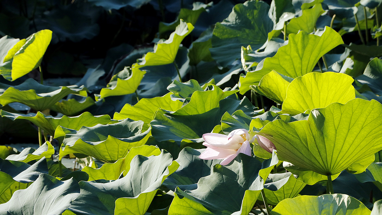 清华园（图ZODQ1ODQ1Njg=） - 风光摄影 - 站酷设计师mohong原创素材 - 站酷ZCOOL