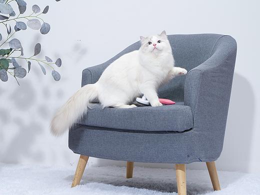 布偶猫 | 宠幸产品配合拍摄