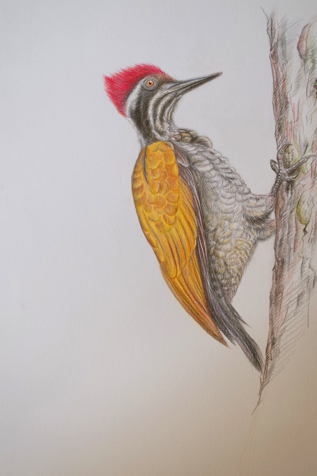 啄木鸟怎么画彩铅画图片