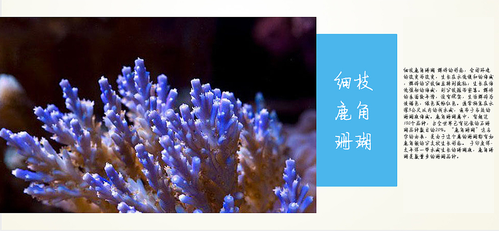 无脊椎动物画册