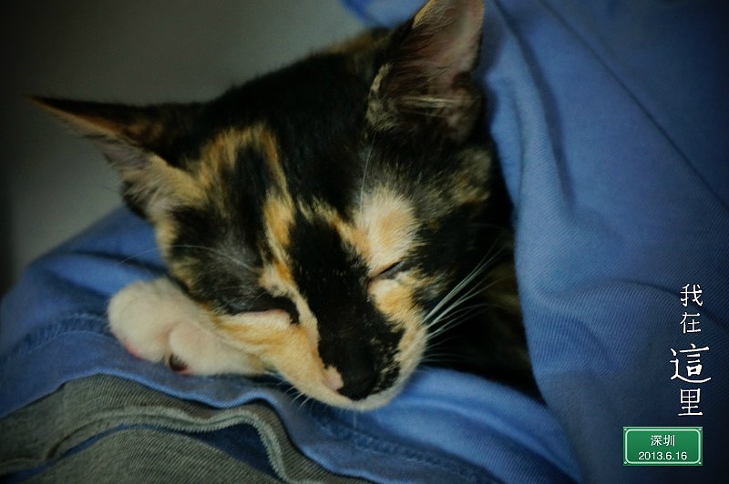 我家的喵（图ZMzIzOTUyMDQ=） - 宠物摄影 - 站酷设计师abby_M原创素材 - 站酷ZCOOL