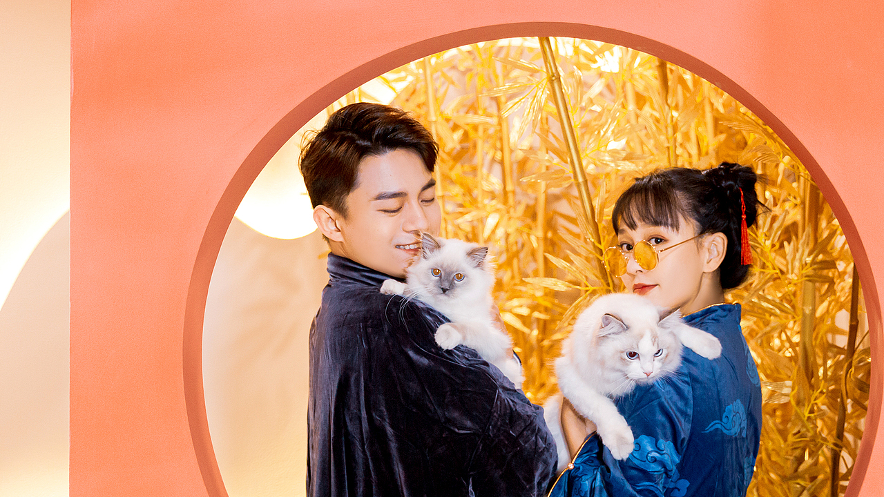 不露猫色沉浸式撸猫馆/品牌设计