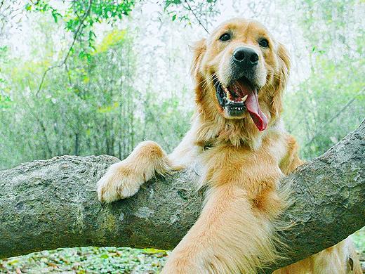 出游了喂~（个人主页-ZMjkwODcyOTI=） - 宠物摄影 - 站酷设计师Carakwan_原创素材 - 站酷ZCOOL