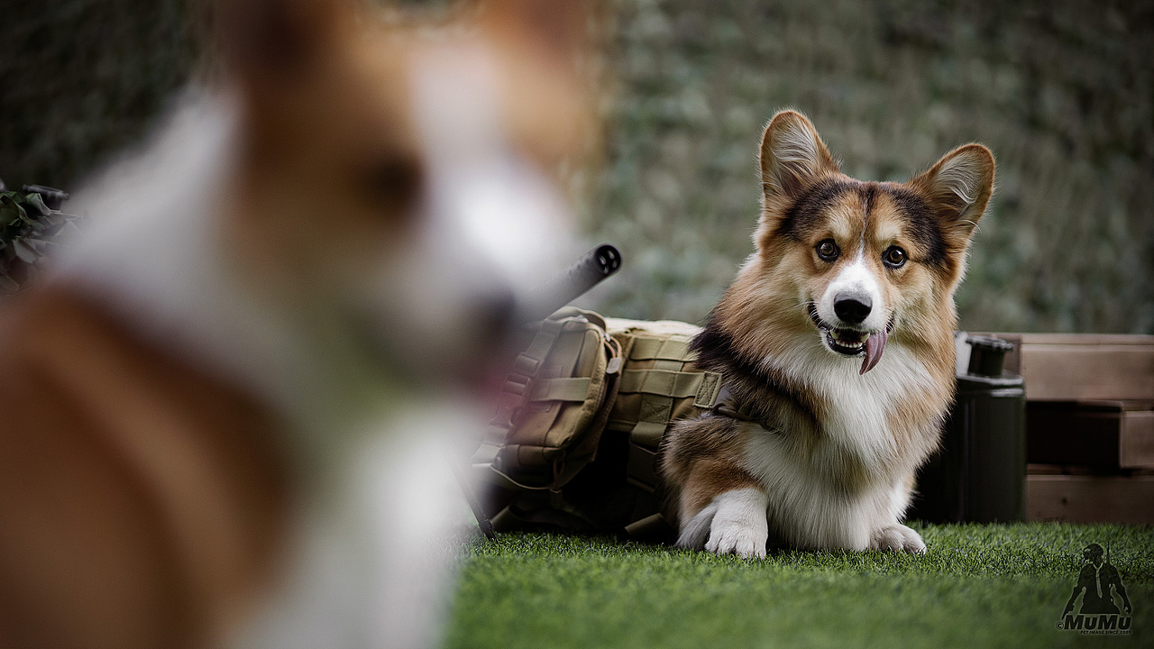 穆牧摄影-宠物摄影(2020总结1)
