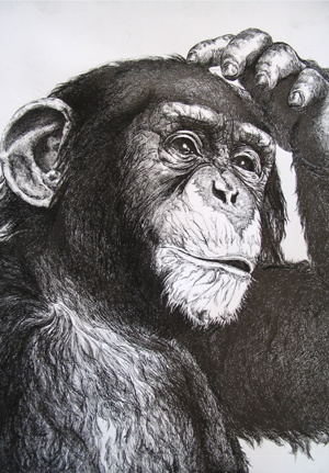 猴子白描作品欣赏图片
