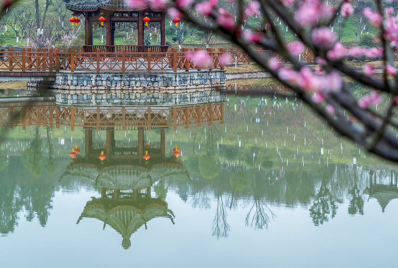 2019年1月30日,重庆市南川区生态大观园梅花园里的梅花娇艳绽放。