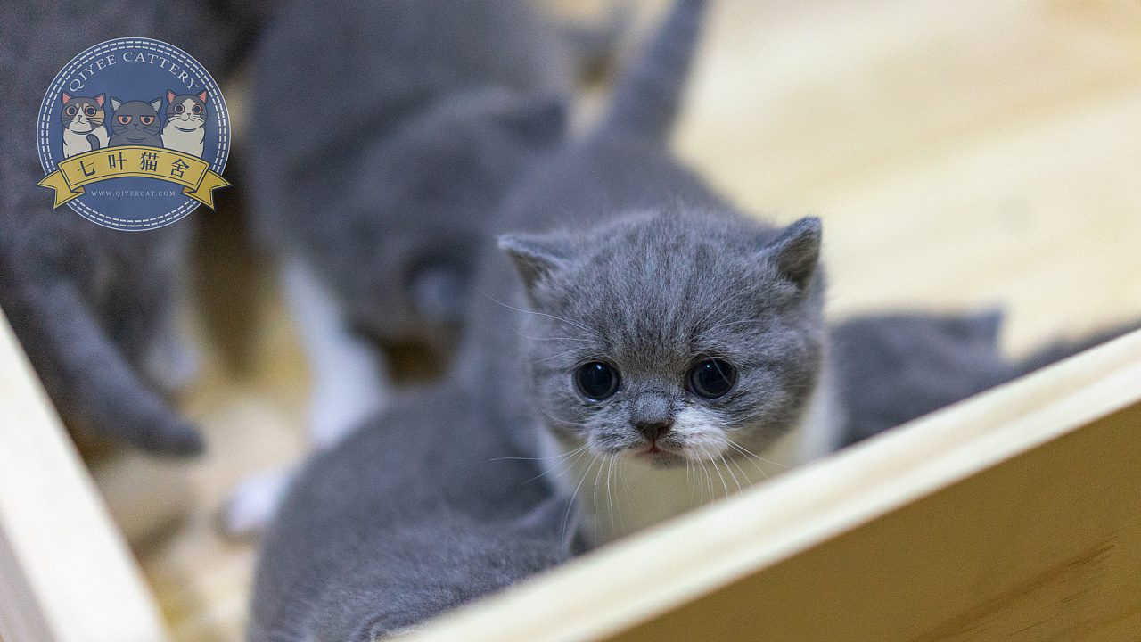 七叶英短猫舍英国短毛猫蓝白幼猫奶猫宠物猫摄影图