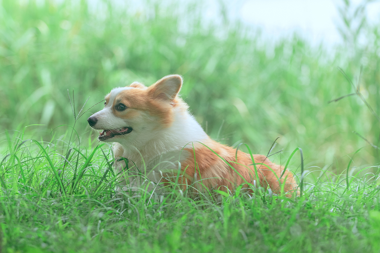 长毛柯基-洛杉矶【均木纪实宠物摄影】