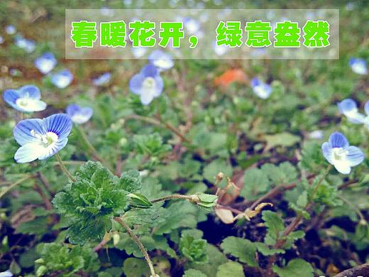 植树节